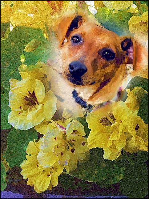 Photo collage of dog portrait with yellow flowers